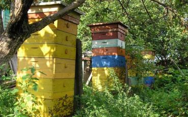 Национальный музей пчеловодства Украины, Киев